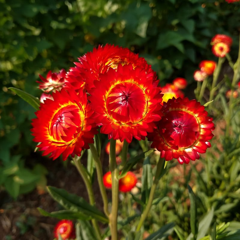 Strawflower Main Image